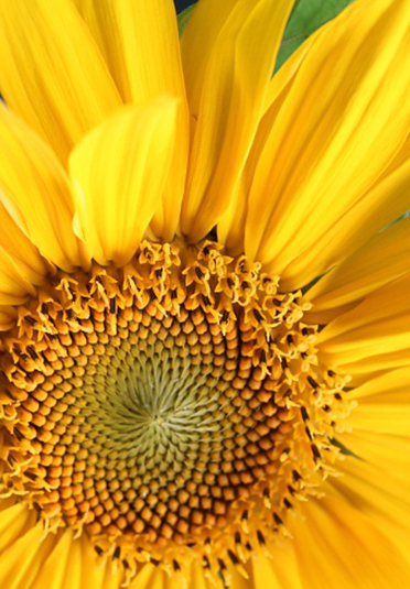 Close-Up of Sunflower